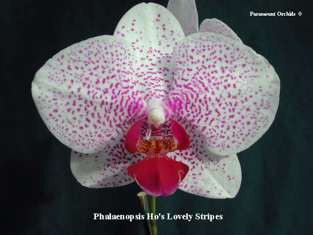 Phal%20Ho's%20Lovely%20Stripes1%20copy.JPG